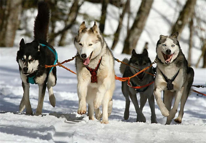 Ehrlichiosis in Dogs: 5 Must-Know Symptoms & Treatment Tips