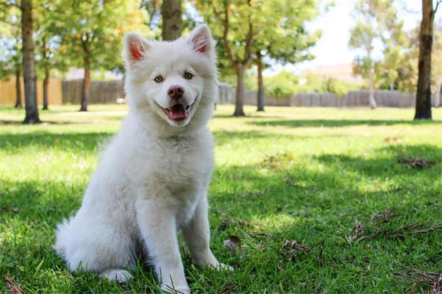 Can Dogs Laugh? The Surprising Truth About Canine Happiness
