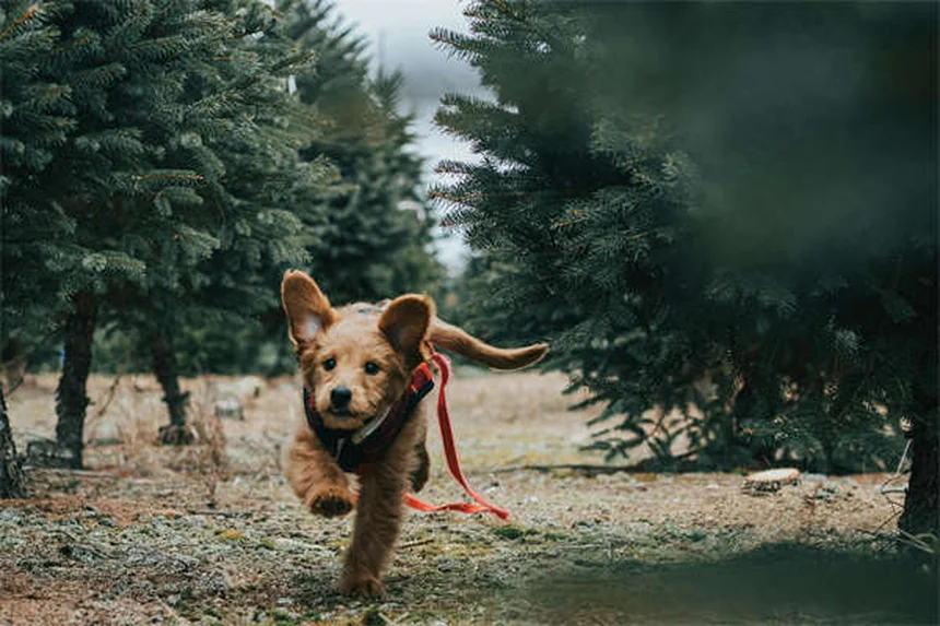 Can Dogs Laugh? The Surprising Truth About Canine Happiness