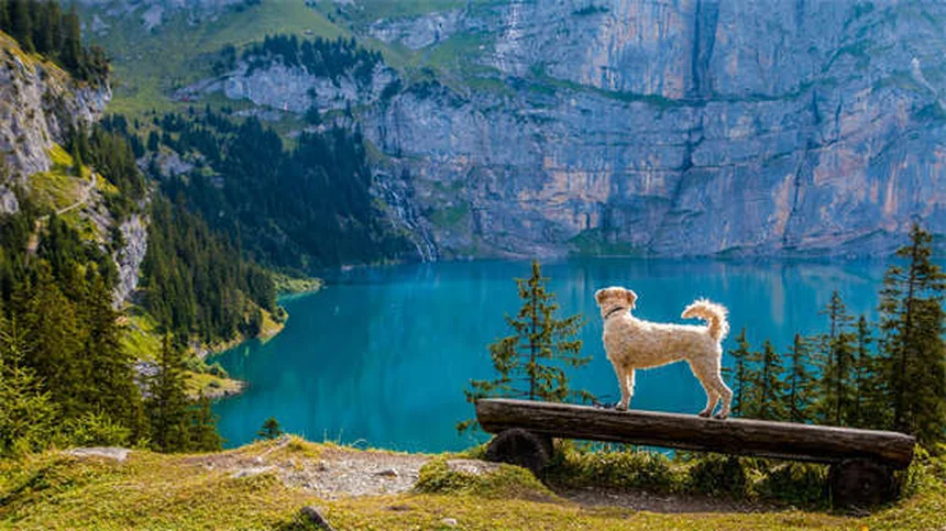 Can Dogs Laugh? The Surprising Truth About Canine Happiness