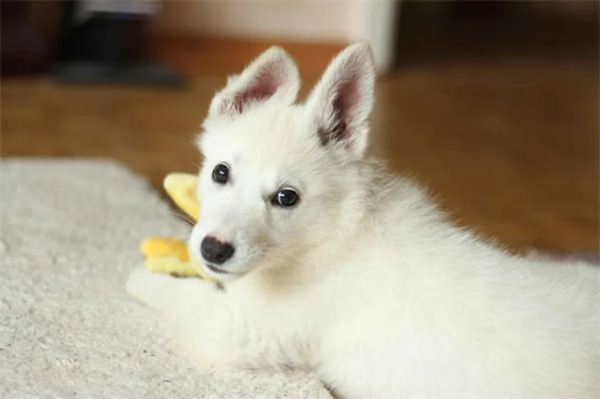 7 Fascinating Rat Nesting Behaviors Every Pet Owner Should Know