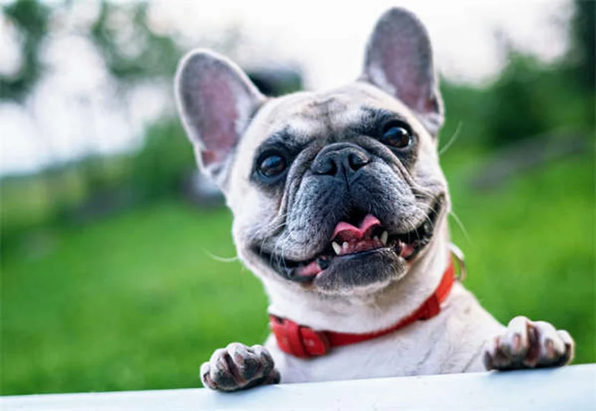 Why Do Dogs Love Squeaky Toys? 3 Surprising Reasons Explained