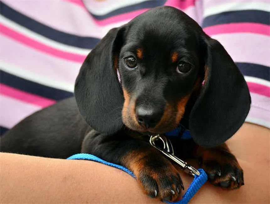 5 Must-Know Facts About Heartworm Tests for Dogs (2024 Guide)