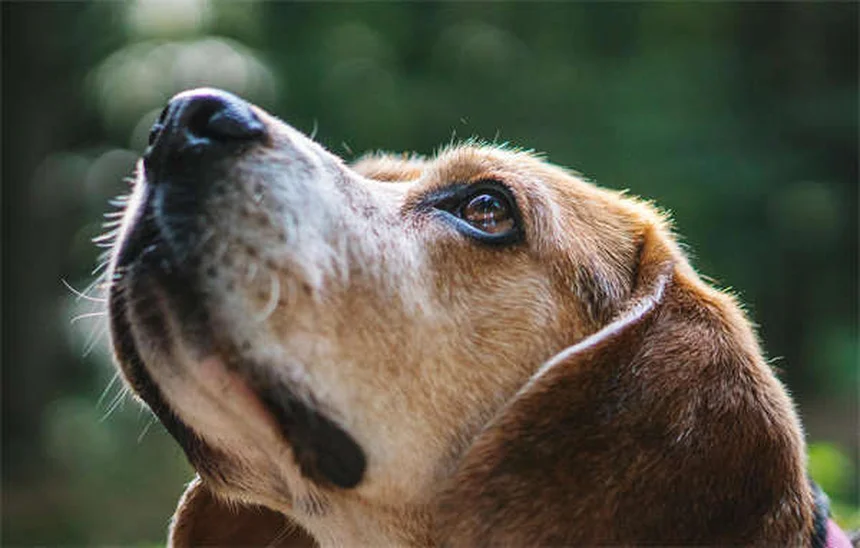 5 Scary Things Living in Your Dog's Bed (And How to Clean Them Out)