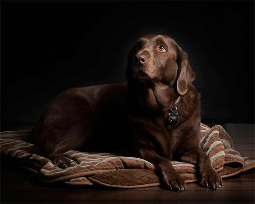 5 Scary Things Living in Your Dog's Bed (And How to Clean Them Out)