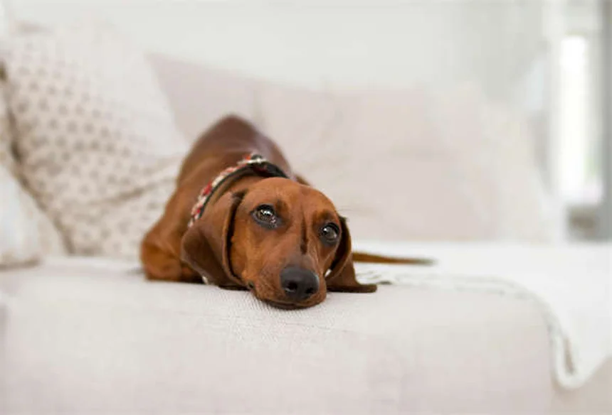 Does Dawn Dish Soap Kill Fleas? The Surprising Truth