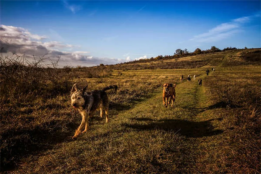 When to Start Flea and Tick Treatment for Puppies: Safe Options by Age