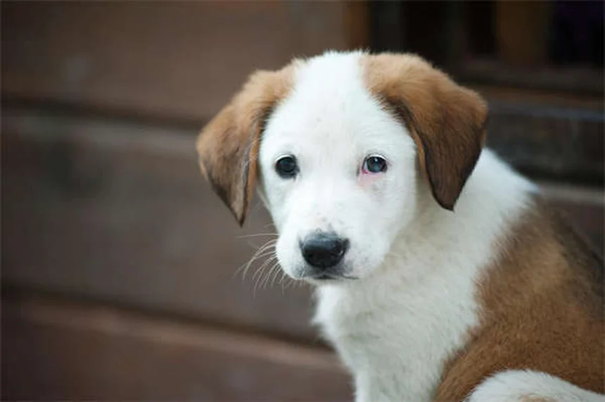 Why Is My Dog Licking His Lips? 7 Common Causes Explained