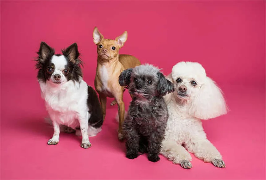 Why Is My Dog Licking His Lips? 7 Common Causes Explained