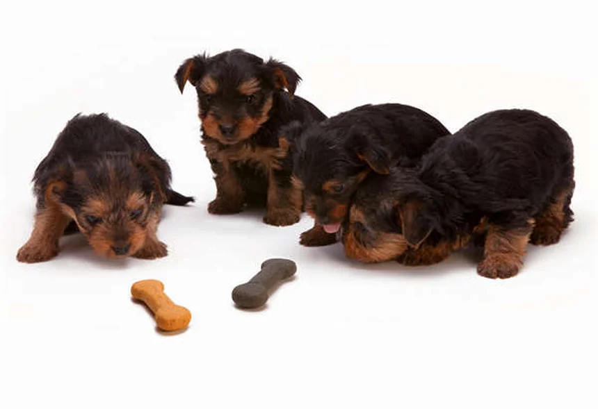 Ehrlichiosis in Dogs: 5 Must-Know Symptoms & Treatment Tips
