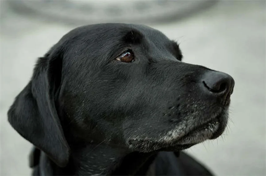 Dog Fever Symptoms: 5 Warning Signs Every Pet Owner Should Know