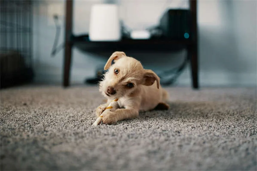 Dog Fever Symptoms: 5 Warning Signs Every Pet Owner Should Know