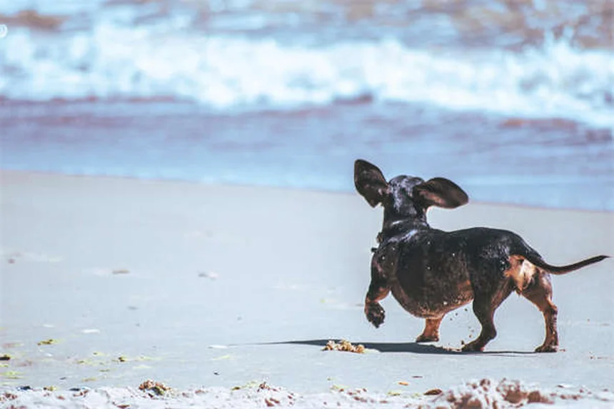 Do Pets Grieve? 7 Signs Your Dog or Cat Is Mourning