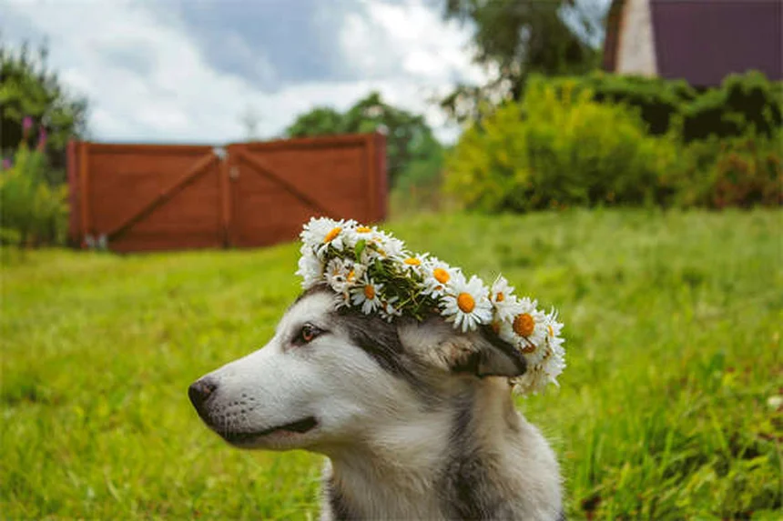 Do Pets Grieve? 7 Signs Your Dog or Cat Is Mourning