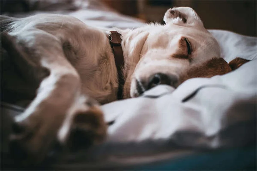 How to Check Your Dog for Ticks: 5 Essential Steps to Protect Your Pup