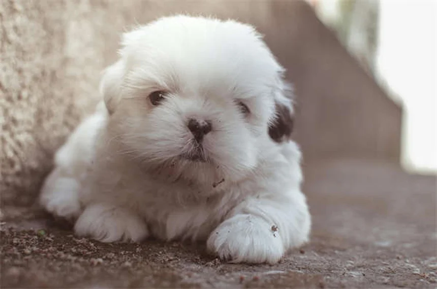 How to Check Your Dog for Ticks: 5 Essential Steps to Protect Your Pup