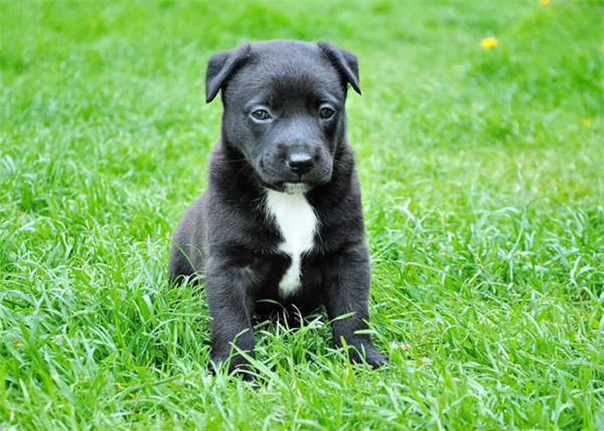 How to Check Your Dog for Ticks: 5 Essential Steps to Protect Your Pup