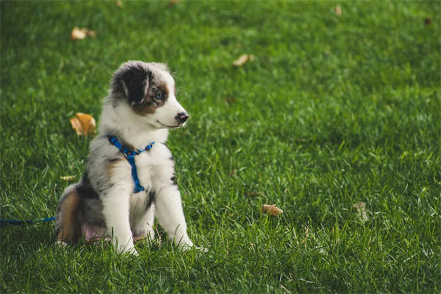 Mismothering in Dogs: 5 Signs Your Female Dog Has Maternal Issues