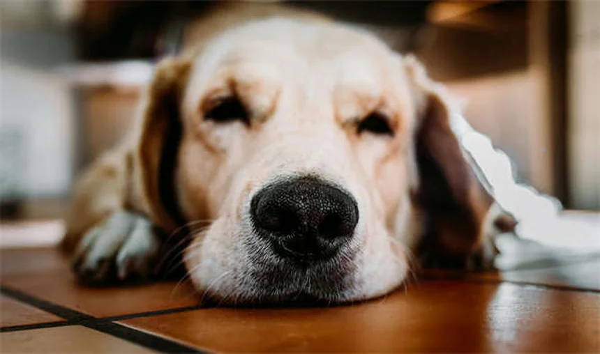 Mismothering in Dogs: 5 Signs Your Female Dog Has Maternal Issues