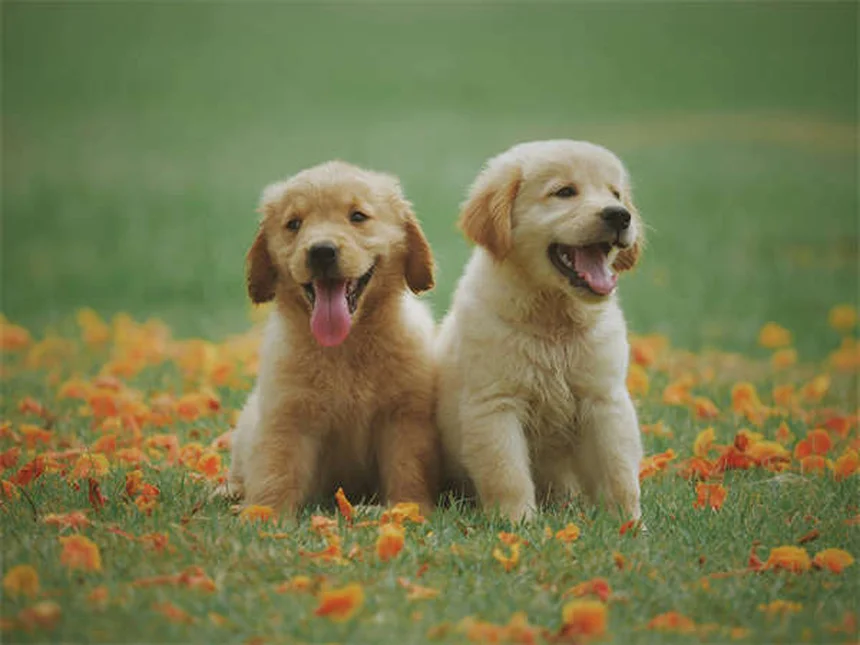 Dog Vaccinations: Essential Shots Every Pet Owner Must Know