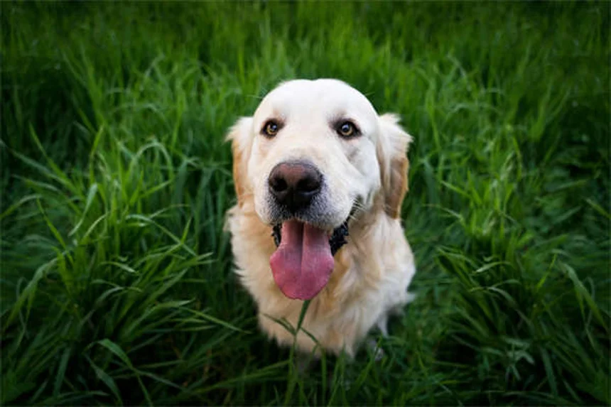 Dog Vaccinations: Essential Shots Every Pet Owner Must Know