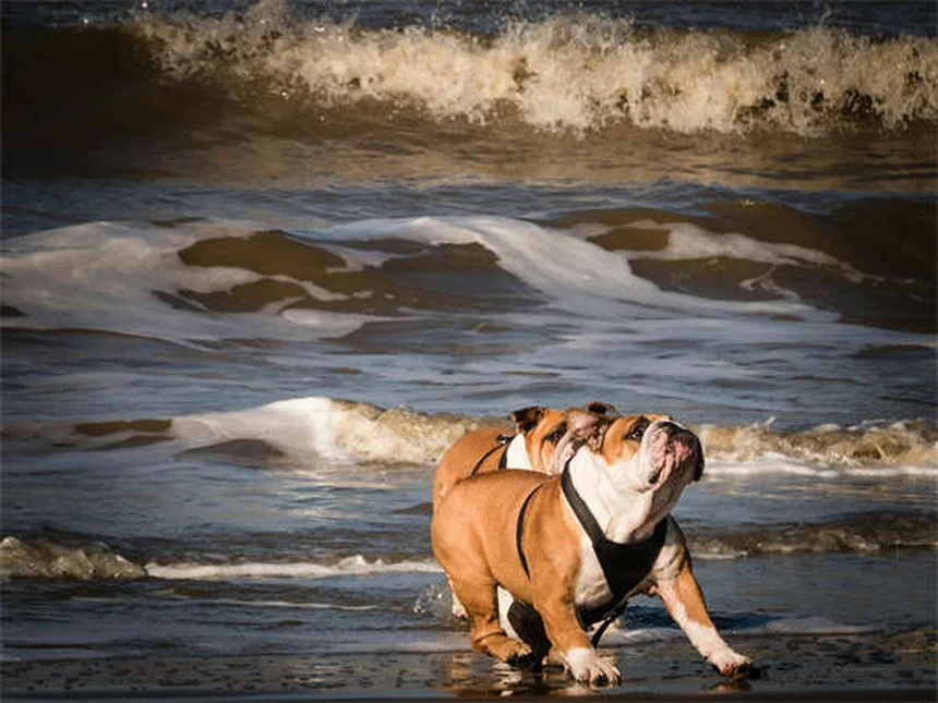 Bloody Diarrhea in Dogs: Causes, Symptoms & Emergency Care