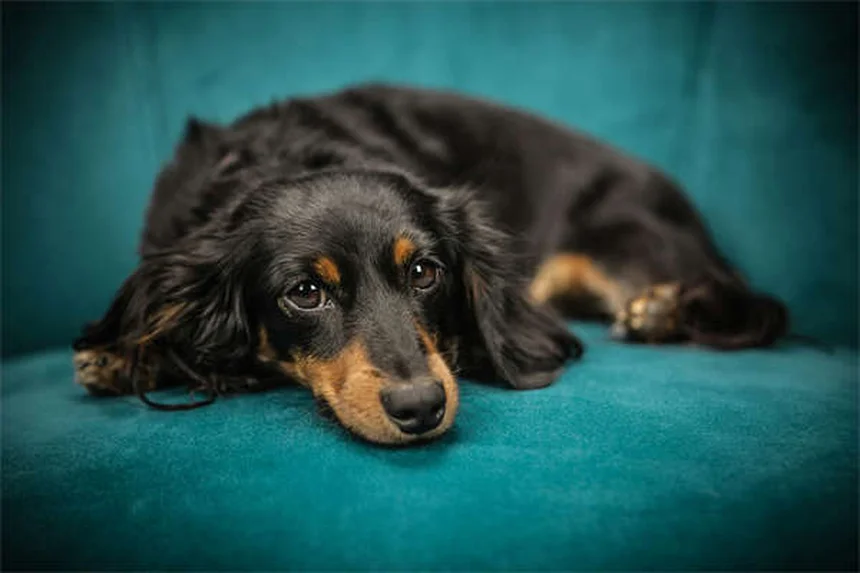 Bloody Diarrhea in Dogs: Causes, Symptoms & Emergency Care