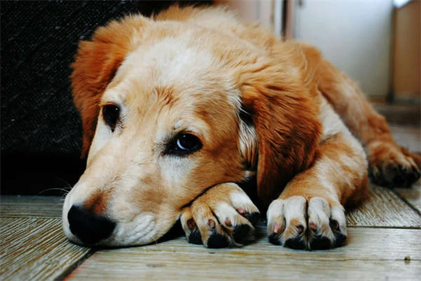 Bloody Diarrhea in Dogs: Causes, Symptoms & Emergency Care