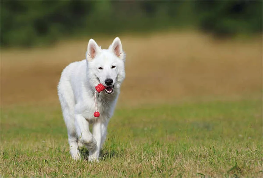 Puppy Socialization 101: How to Raise a Confident Dog in 6 Easy Steps