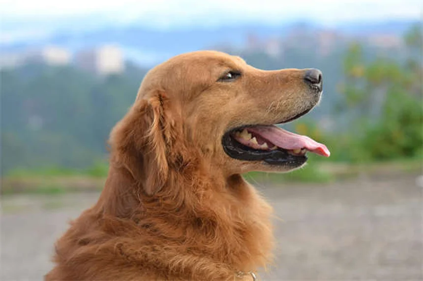Puppy Socialization 101: How to Raise a Confident Dog in 6 Easy Steps