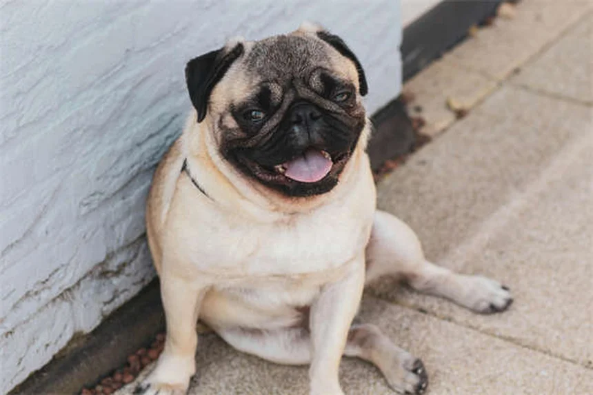 Puppy Socialization 101: How to Raise a Confident Dog in 6 Easy Steps