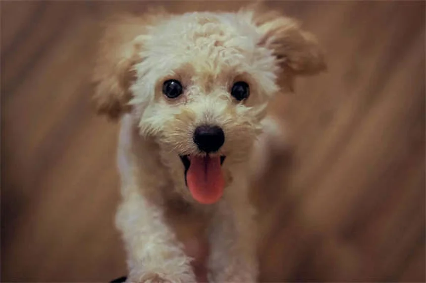 7 Best Enrichment Toys for Dogs That Keep Their Minds Sharp