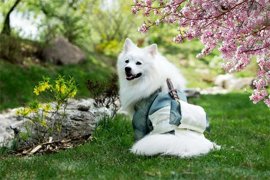 7 Best Enrichment Toys for Dogs That Keep Their Minds Sharp