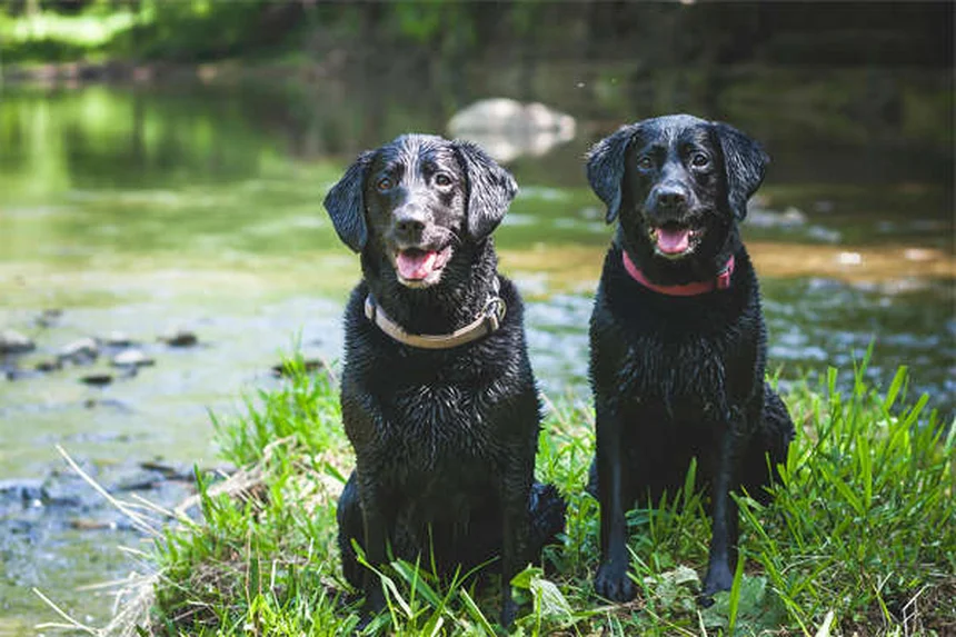 7 Best Enrichment Toys for Dogs That Keep Their Minds Sharp