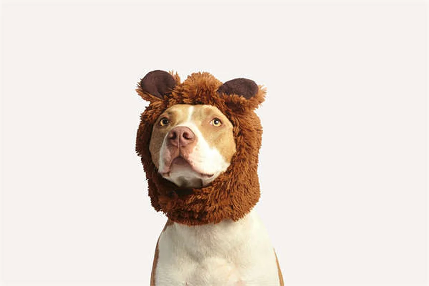 Dog Muscle Spasms: 5 Signs Your Pup Needs Vet Attention Now
