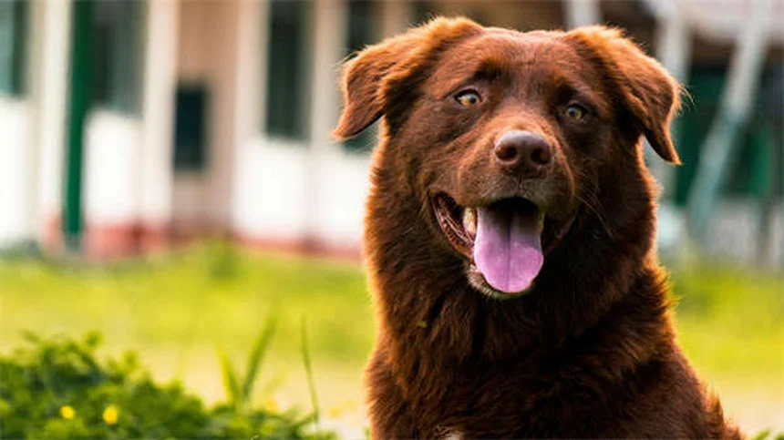 Dog Muscle Spasms: 5 Signs Your Pup Needs Vet Attention Now