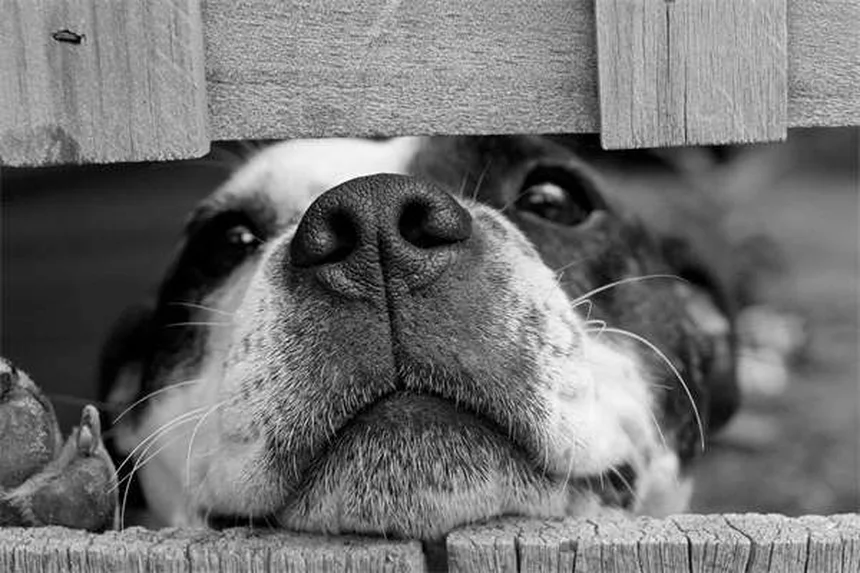 Dog Muscle Spasms: 5 Signs Your Pup Needs Vet Attention Now