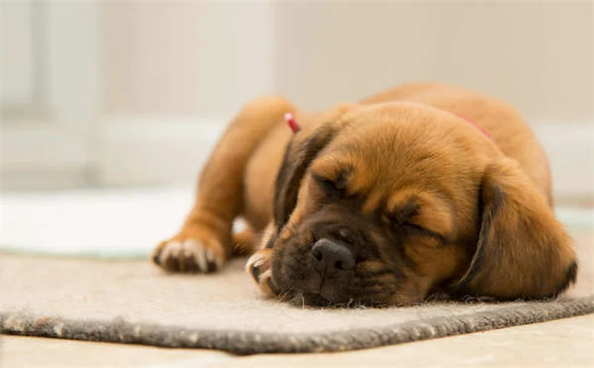 Dog Seizures: Symptoms, Causes & What to Do Immediately