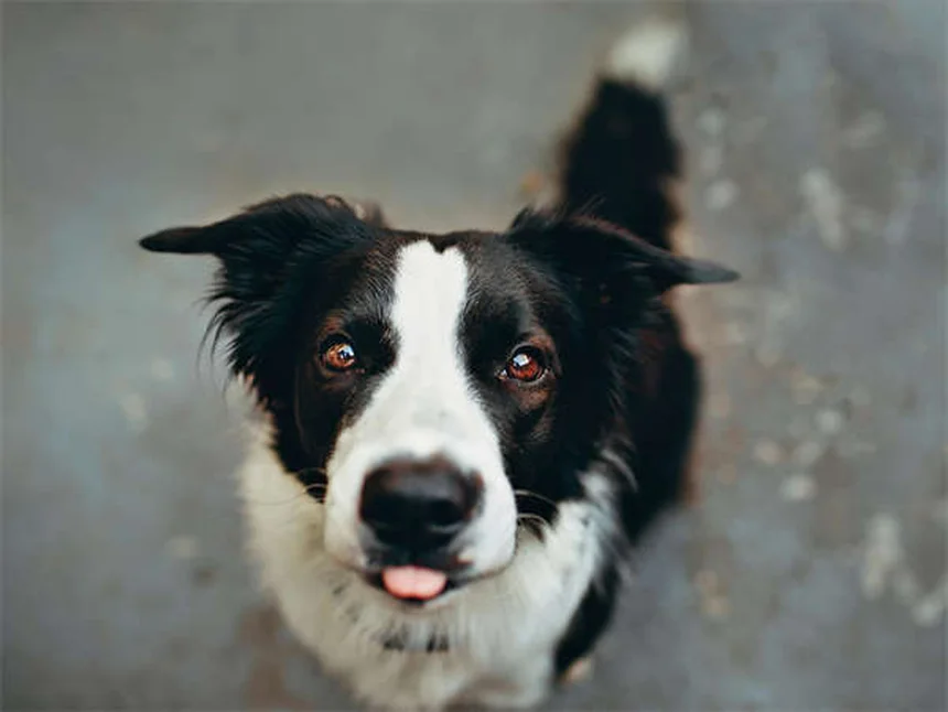Dog Seizures: Symptoms, Causes & What to Do Immediately