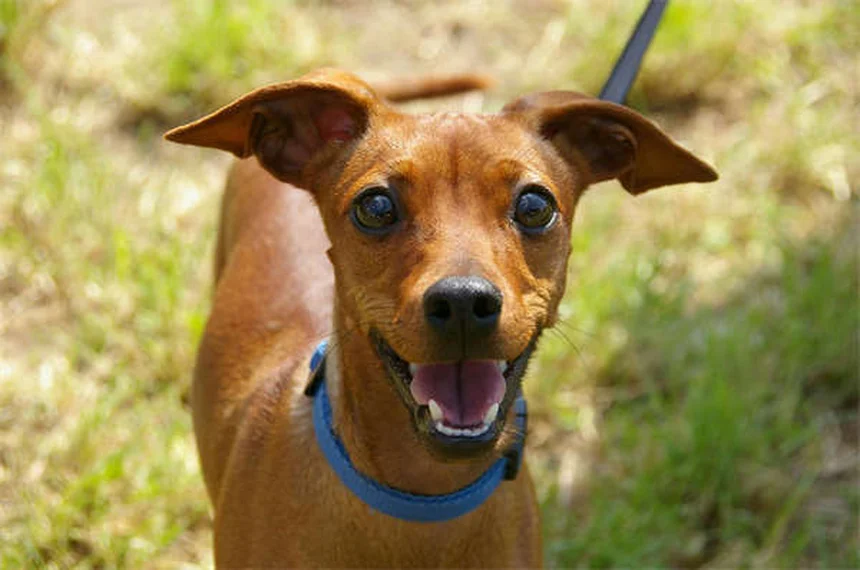Dog Seizures: Symptoms, Causes & What to Do Immediately
