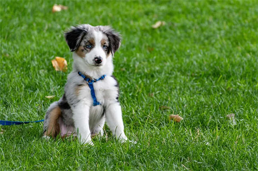 Dog Rash on Belly: 5 Signs You Should Never Ignore