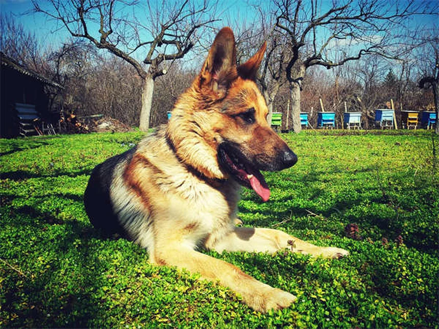 Dog Rash on Belly: 5 Signs You Should Never Ignore