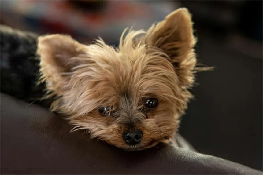 Best Kidney Diet for Dogs: What to Feed & Nutritional Guide