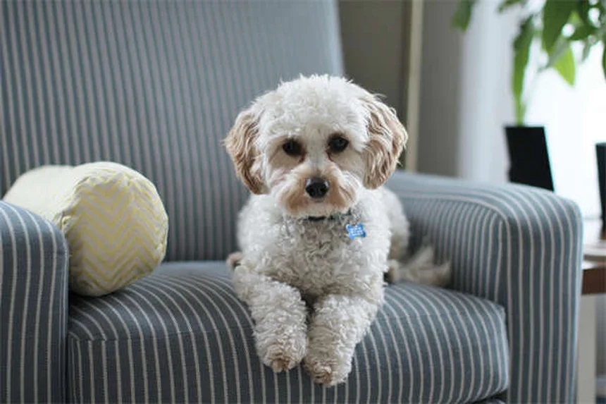 Best Kidney Diet for Dogs: What to Feed & Nutritional Guide
