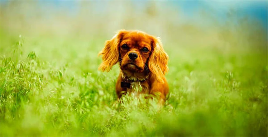Best Kidney Diet for Dogs: What to Feed & Nutritional Guide