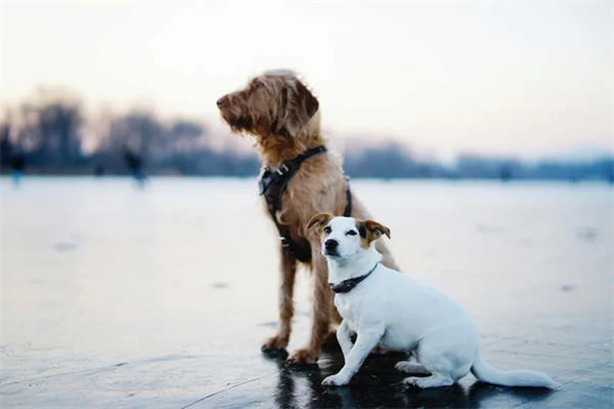 Best Kidney Diet for Dogs: What to Feed & Nutritional Guide