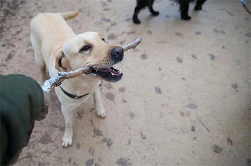 Why Is My Dog Ignoring Me? 7 Surprising Reasons & Fixes