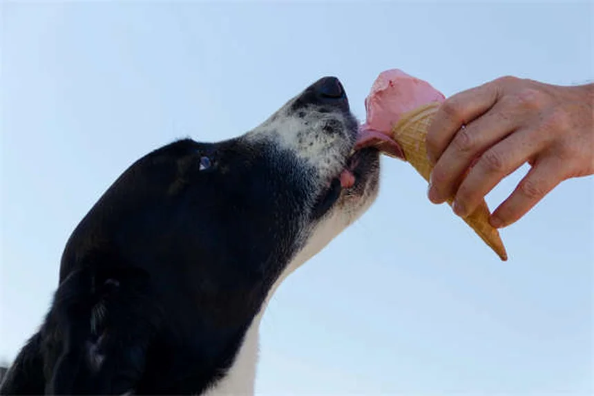 Why Is My Dog Ignoring Me? 7 Surprising Reasons & Fixes