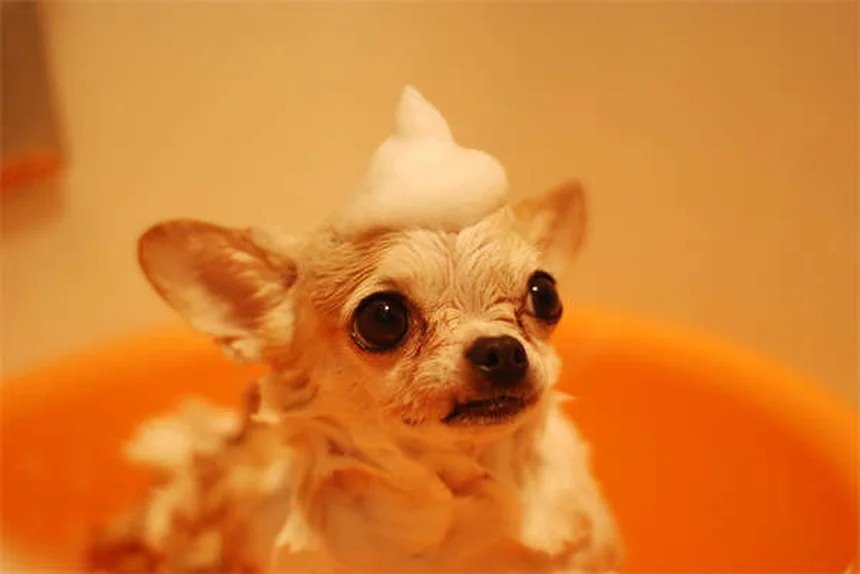 5 Warning Signs of Neurological Disorders in Dogs You Should Never Ignore