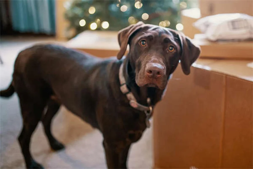5 Warning Signs of Dilated Cardiomyopathy in Dogs You Can't Ignore